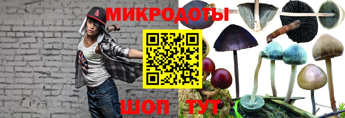Галлюциногенные грибы Psilocybine cubensis Всеволожск